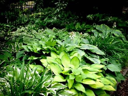 Hosta7