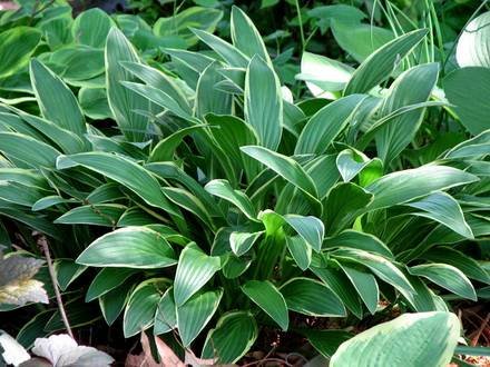 HostaRectifolia