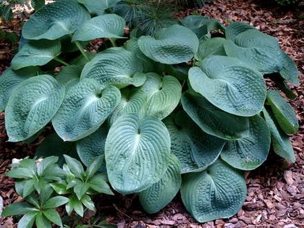 HostaSieboldiana