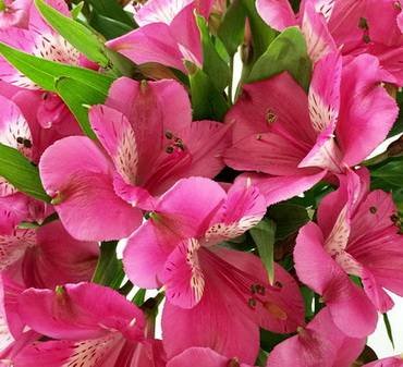 HotPink