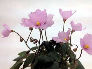 HotPinkBells2