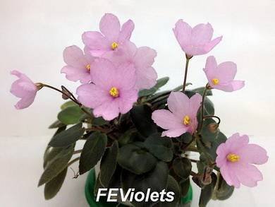HotPinkBells3