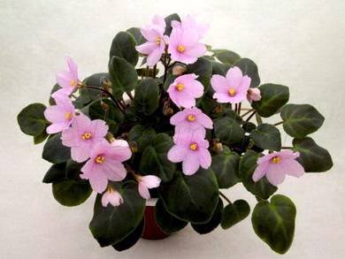 HotPinkBells4