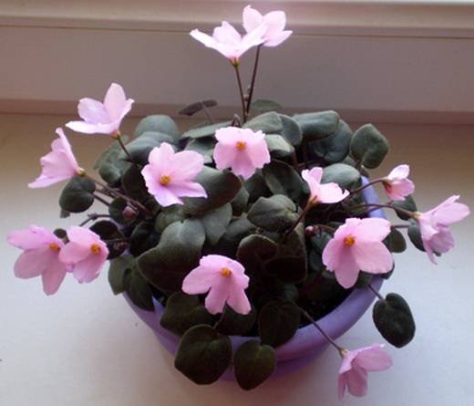 HotPinkBells6