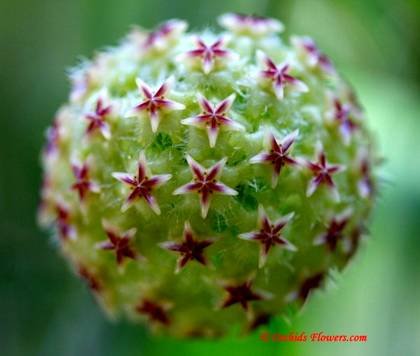 Hoya3