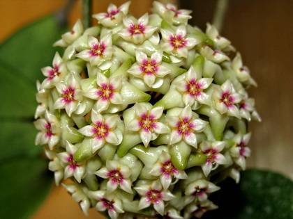 Hoya4
