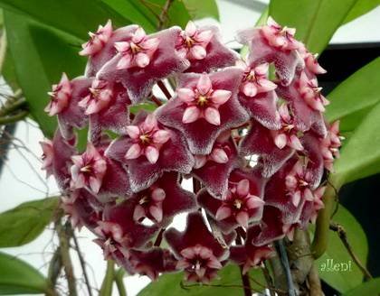Hoya5