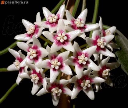 HoyaCalycina1