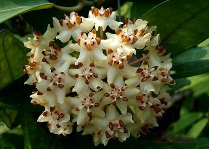 HoyaElliptica1
