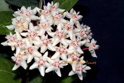 HoyaElliptica2