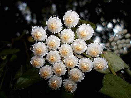 HoyaLacunosa1