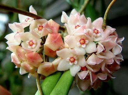 HoyaLongifolia1