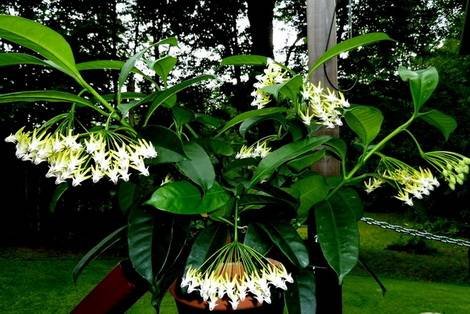 HoyaMultiflora1