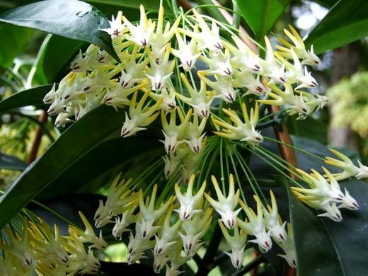 HoyaMultiflora2
