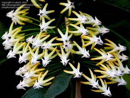 HoyaMultiflora3