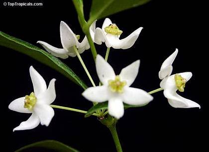 HoyaOdorata1