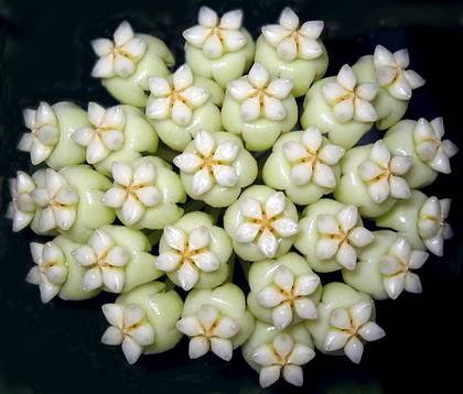 HoyaPachyclada1