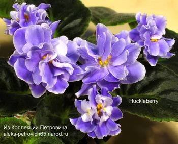 Huckleberry3