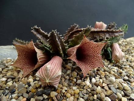 Huernia2