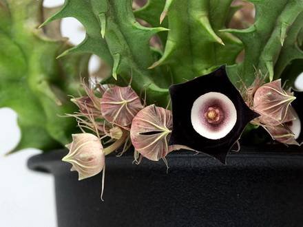 HuerniaOculata