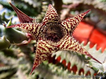 HuerniaStapelioides