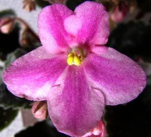 HumakoAmanda9