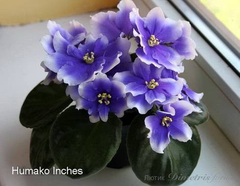 HumakoInches1