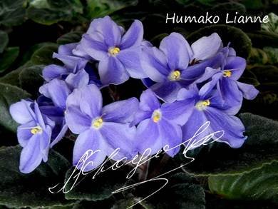 HumakoLianne3