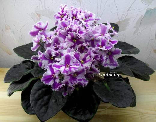 HumakoMyrthe6