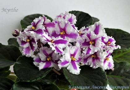 HumakoMyrthe7