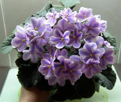 HumakoTineke5
