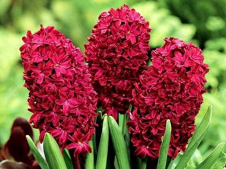 Hyacinthus1
