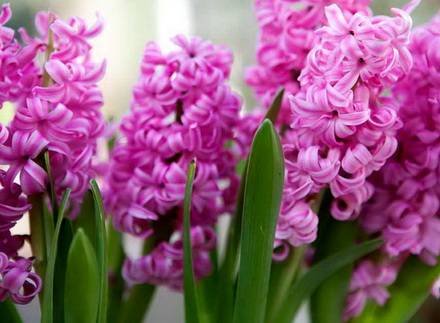 Hyacinthus10