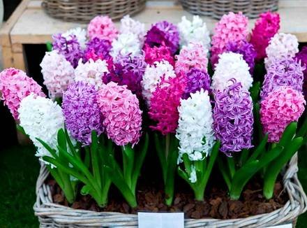 Hyacinthus11