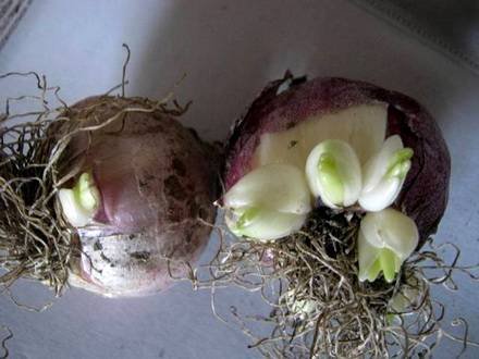 Hyacinthus12