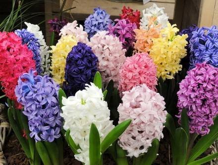 Hyacinthus13
