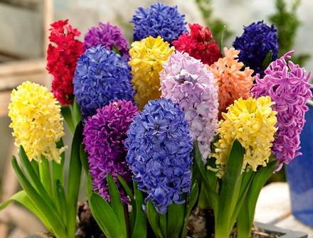 Hyacinthus14