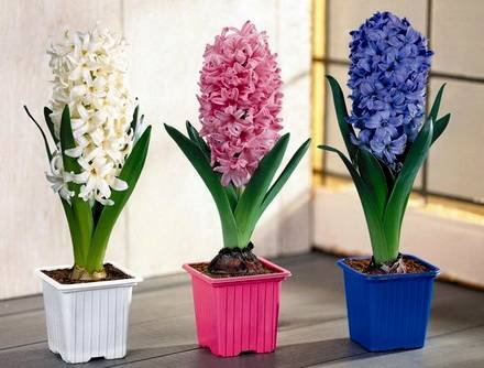 Hyacinthus15