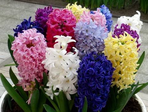 Hyacinthus16