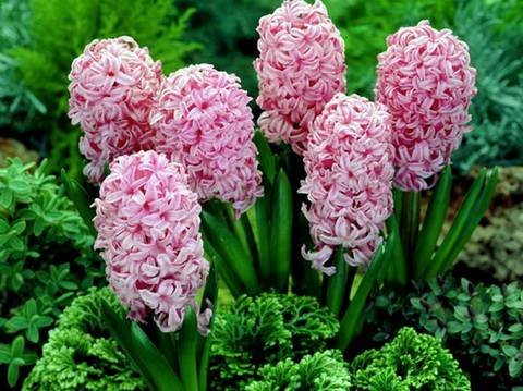 Hyacinthus17