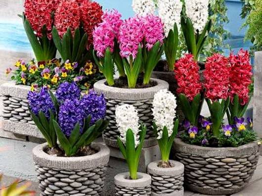 Hyacinthus18