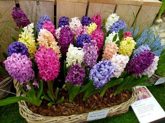 Hyacinthus19
