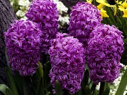 Hyacinthus2
