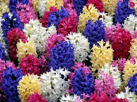 Hyacinthus3