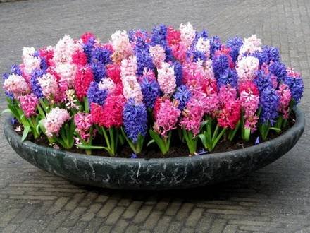 Hyacinthus33