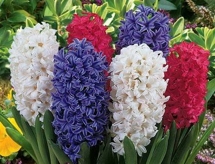 Hyacinthus4