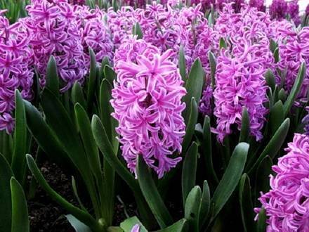 Hyacinthus5