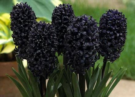Hyacinthus6