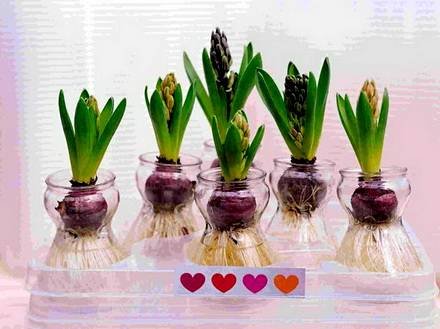 Hyacinthus7