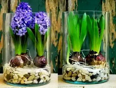 Hyacinthus8